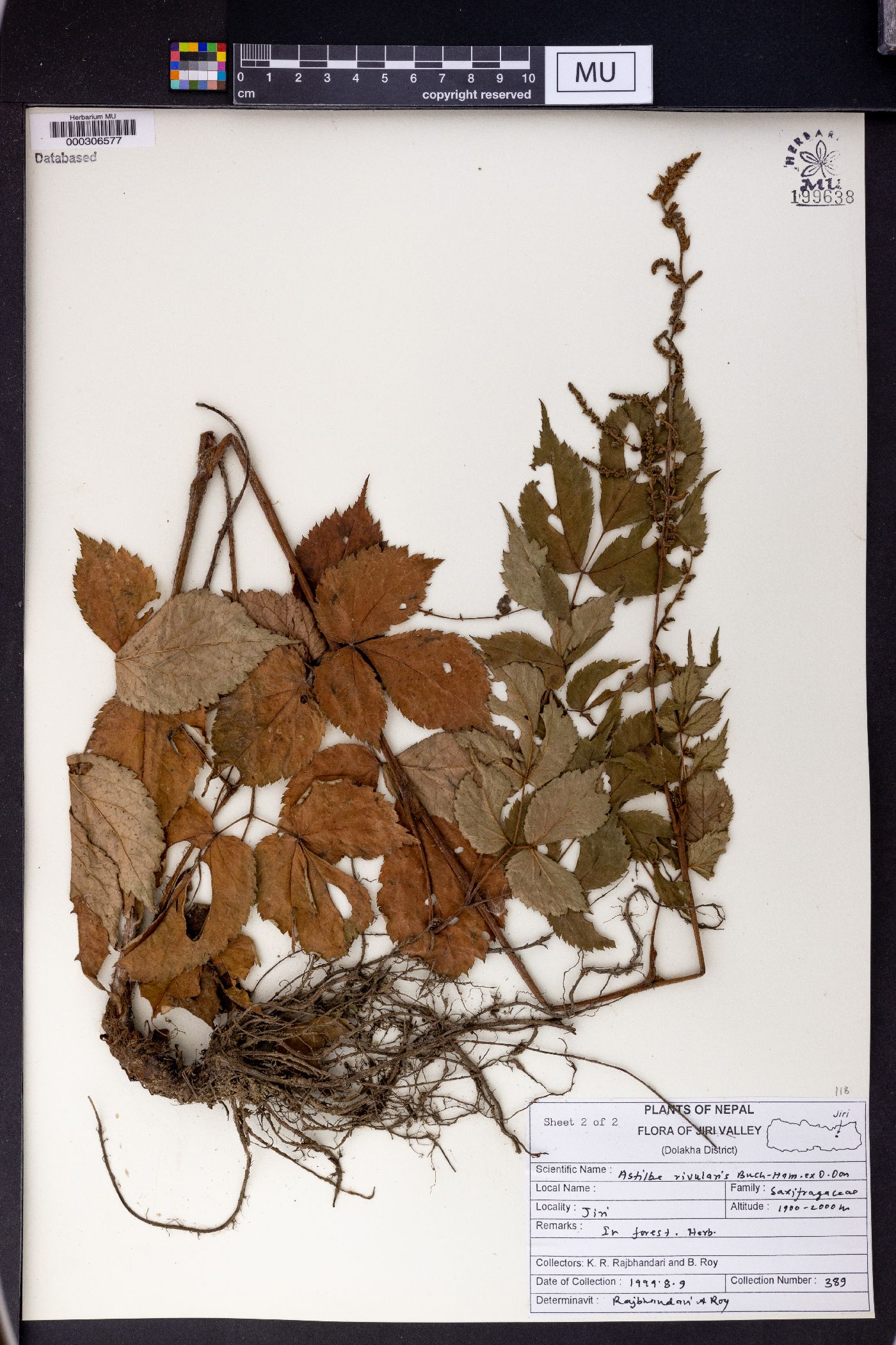 Astilbe rivularis image