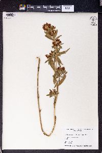 Trifolium lupinaster image