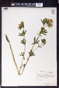 Trifolium lupinaster image