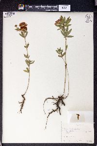 Trifolium lupinaster image