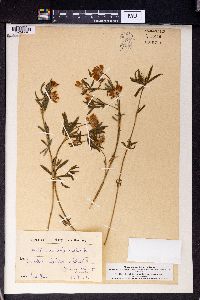 Trifolium lupinaster image