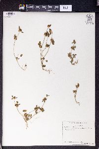 Trifolium glomeratum image