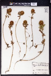 Trifolium diffusum image