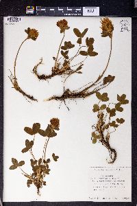 Trifolium canescens image