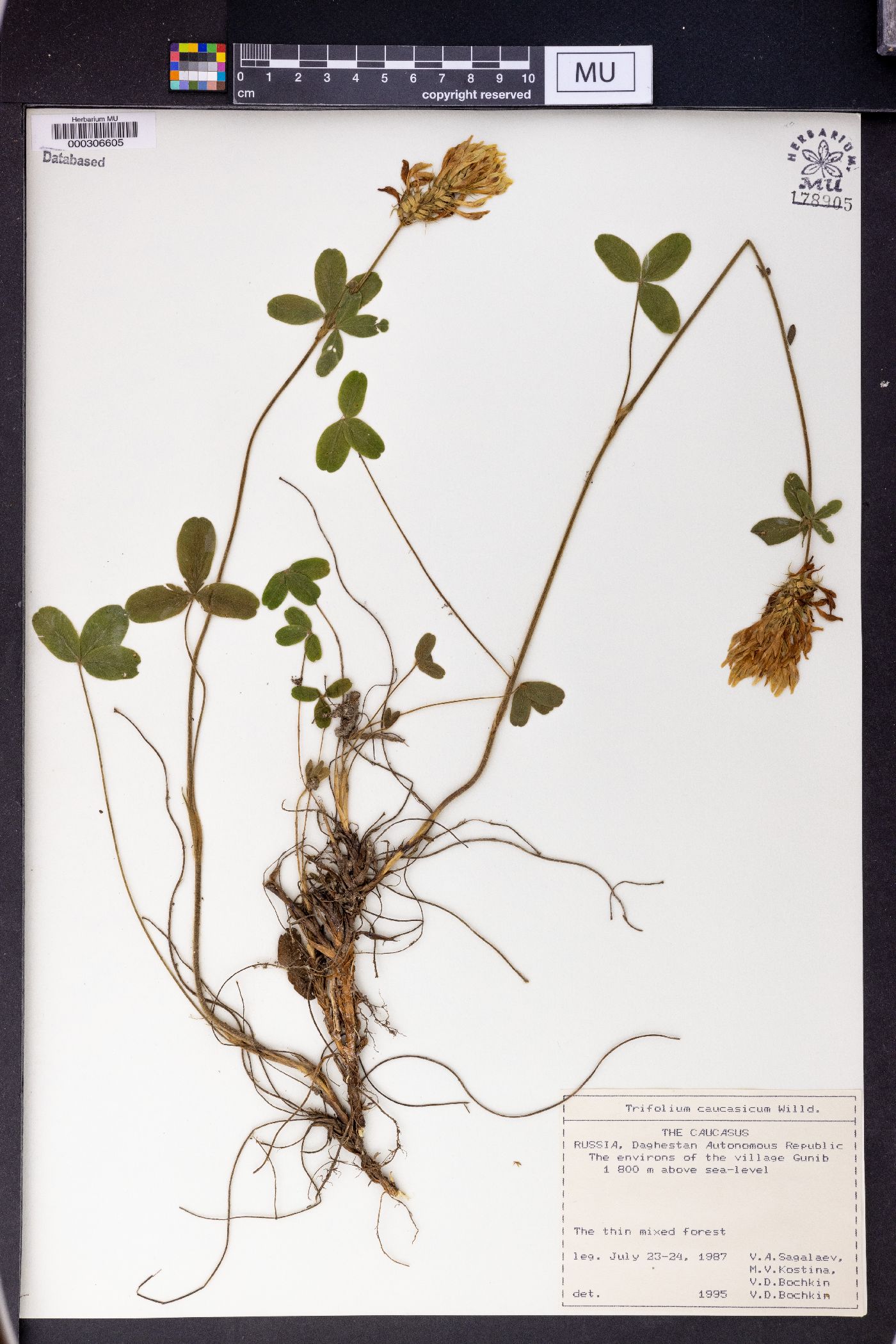 Trifolium caucasicum image