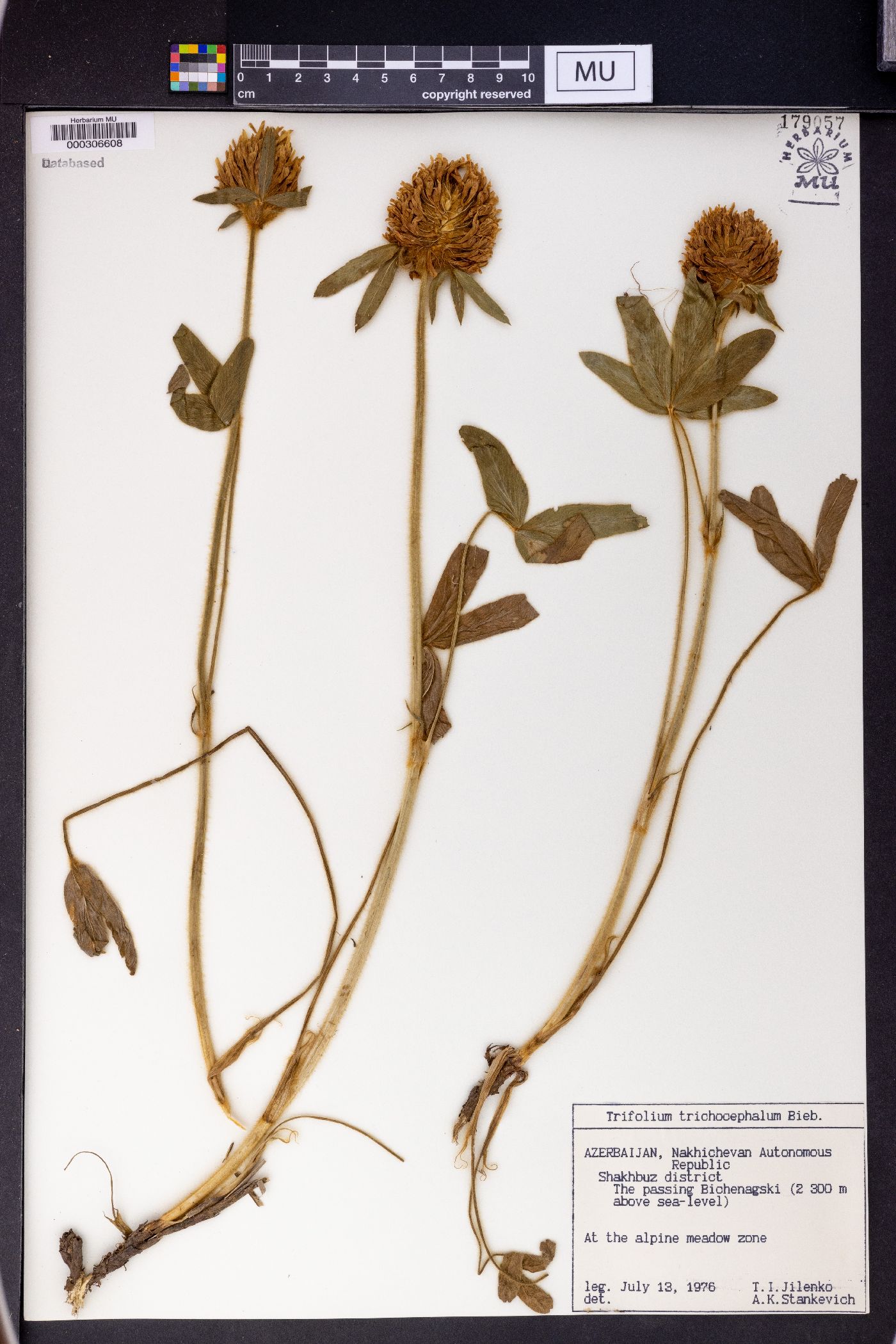 Trifolium trichocephalum image