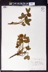 Trifolium trichocephalum image