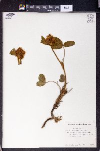 Trifolium trichocephalum image