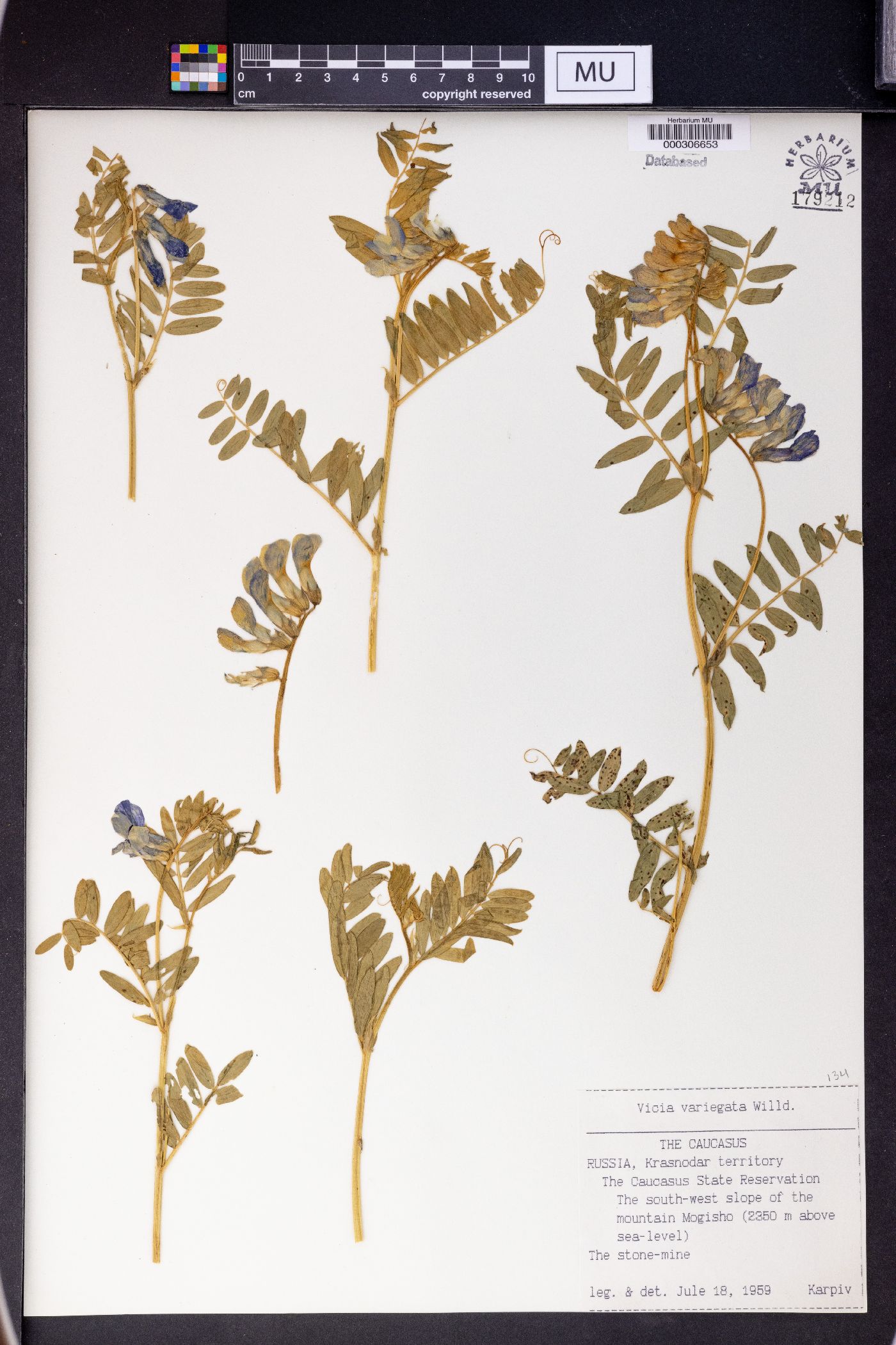 Vicia variegata image