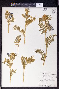 Vicia variegata image