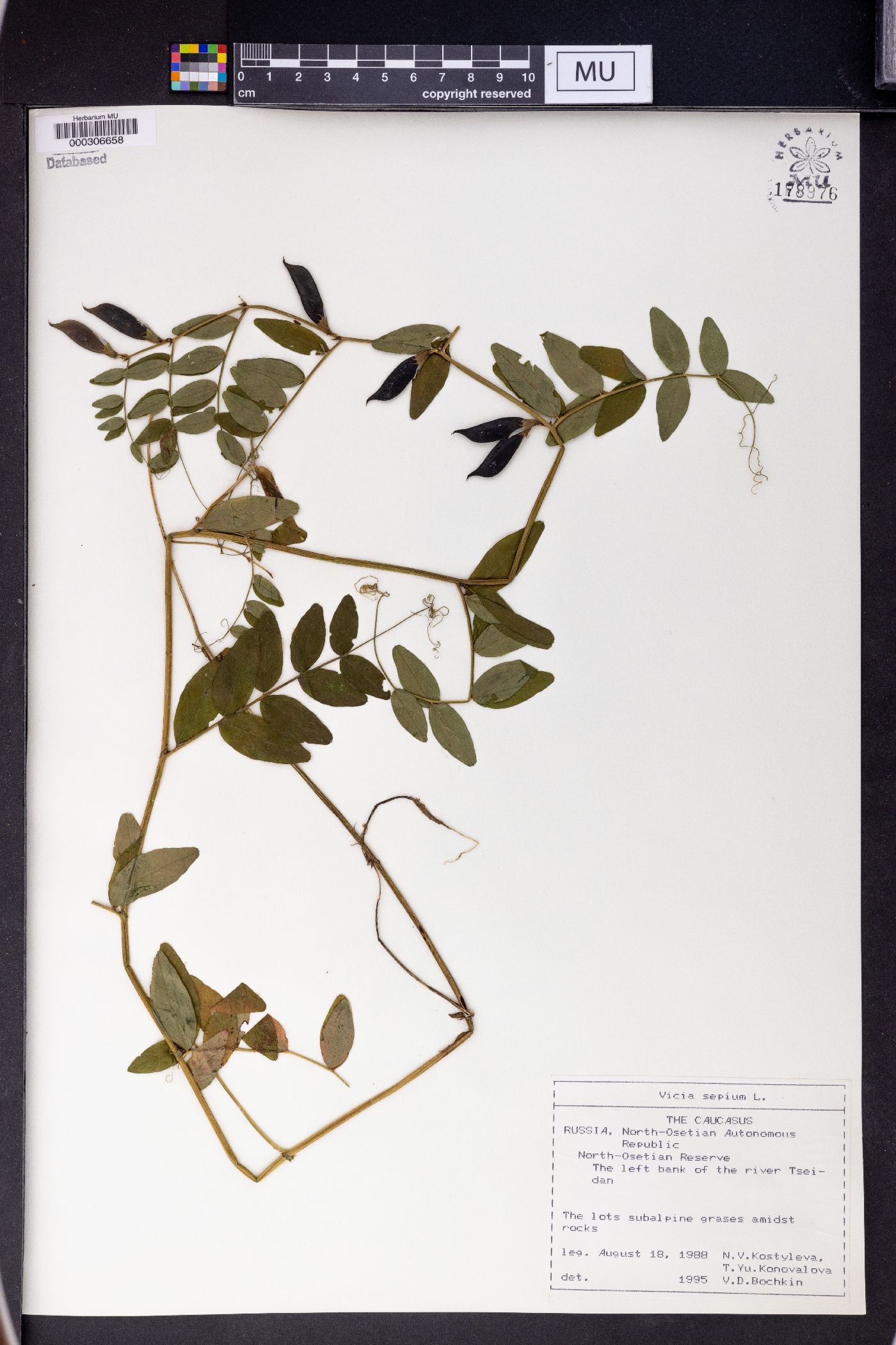 Vicia sepium image