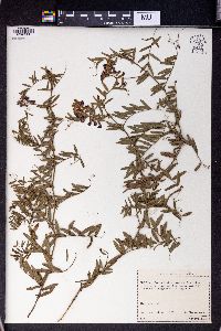 Vicia amoena image