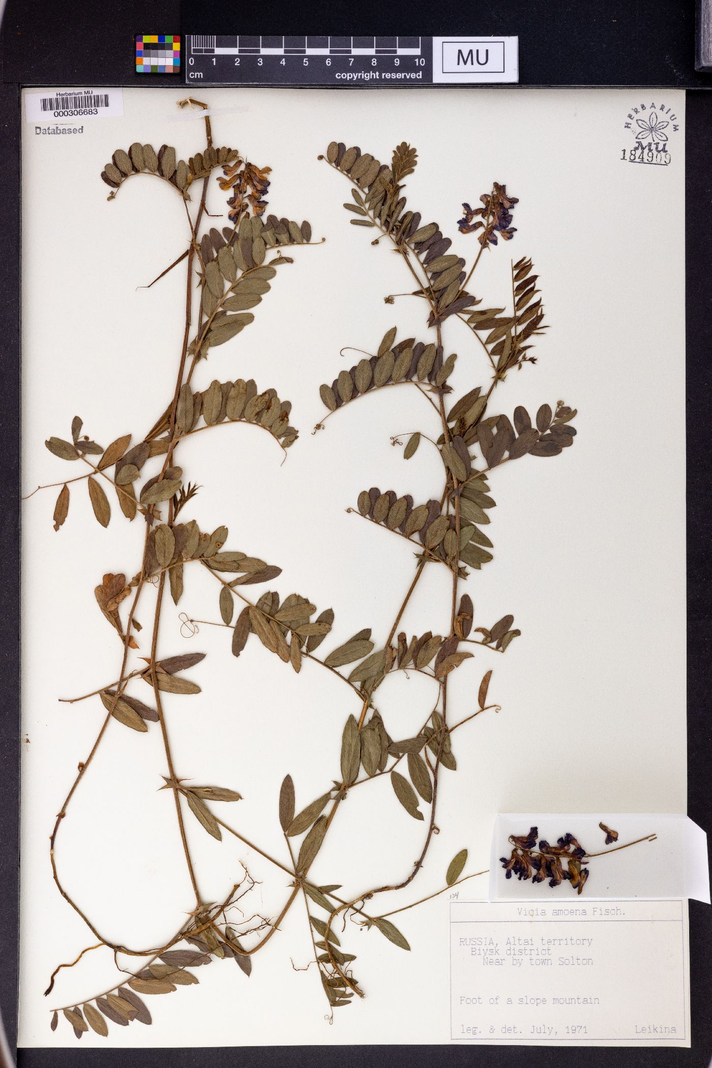 Vicia amoena image