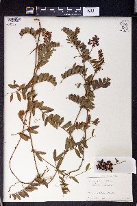 Vicia amoena image