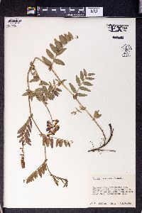 Vicia amoena image