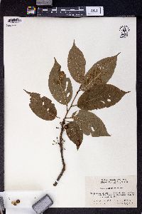 Prunus clarofolia image