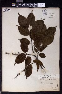Image of Prunus buergeriana