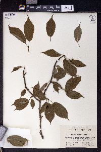 Image of Prunus conradinae