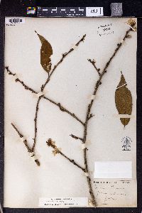 Prunus persica image