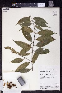 Prunus phaeosticta image