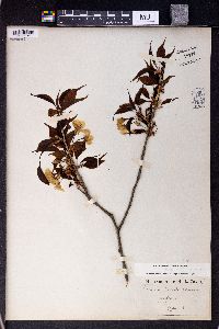 Prunus pseudocerasus image