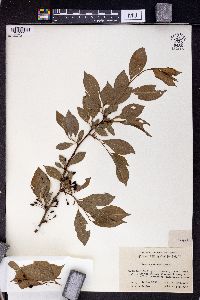 Prunus salicina image