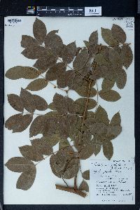 Caesalpinia globulorum image