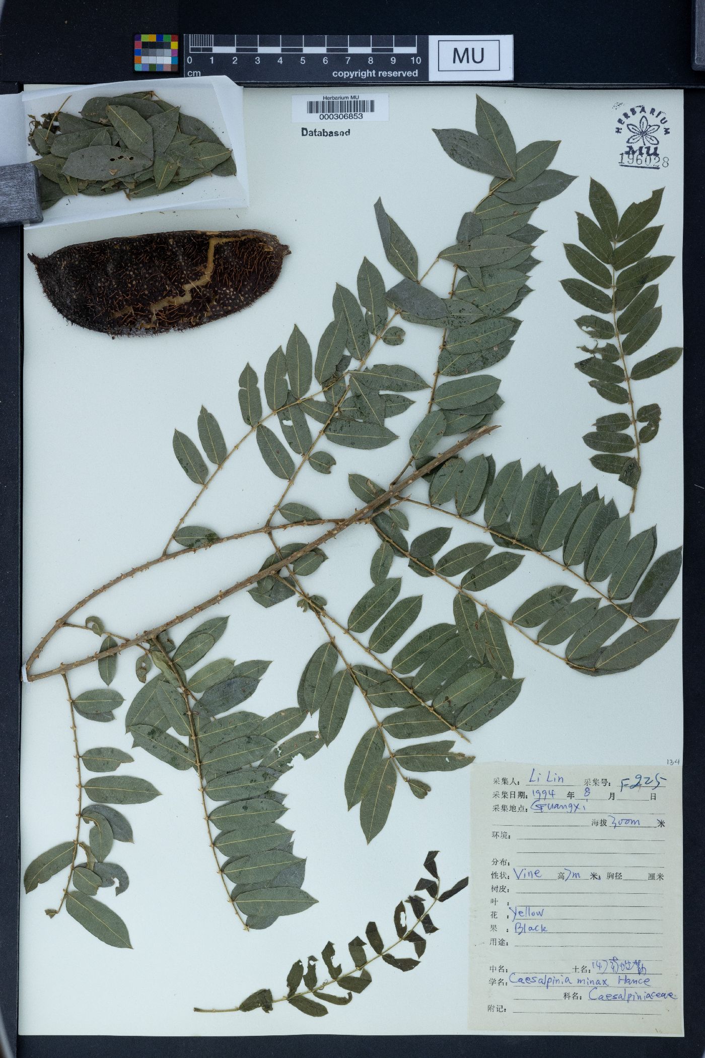 Caesalpinia minax image