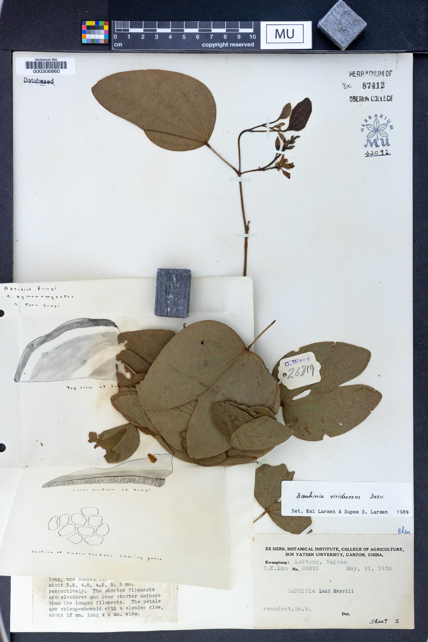 Bauhinia viridescens image