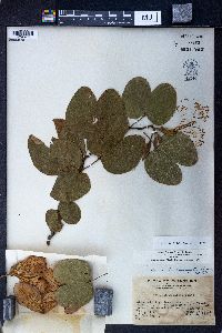 Bauhinia variegata image