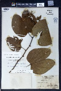 Bauhinia purpurea image