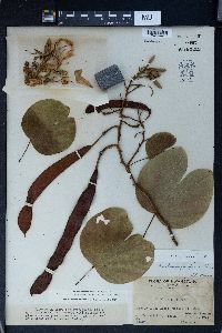 Bauhinia purpurea image