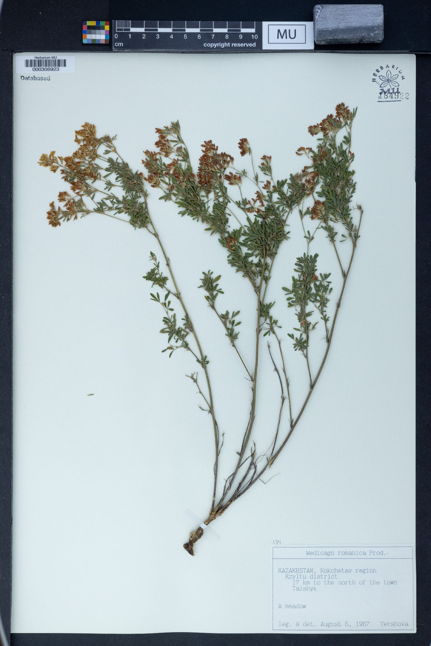 Medicago falcata image