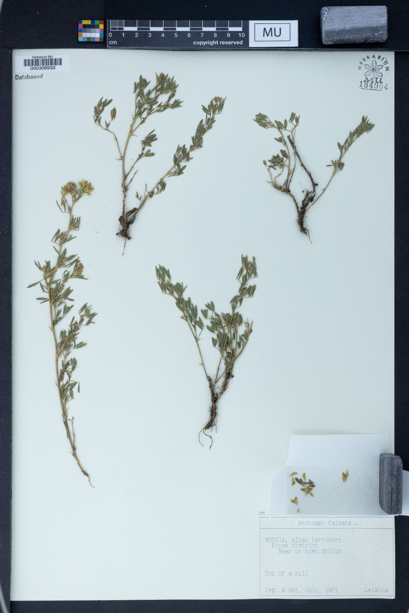 Medicago falcata image