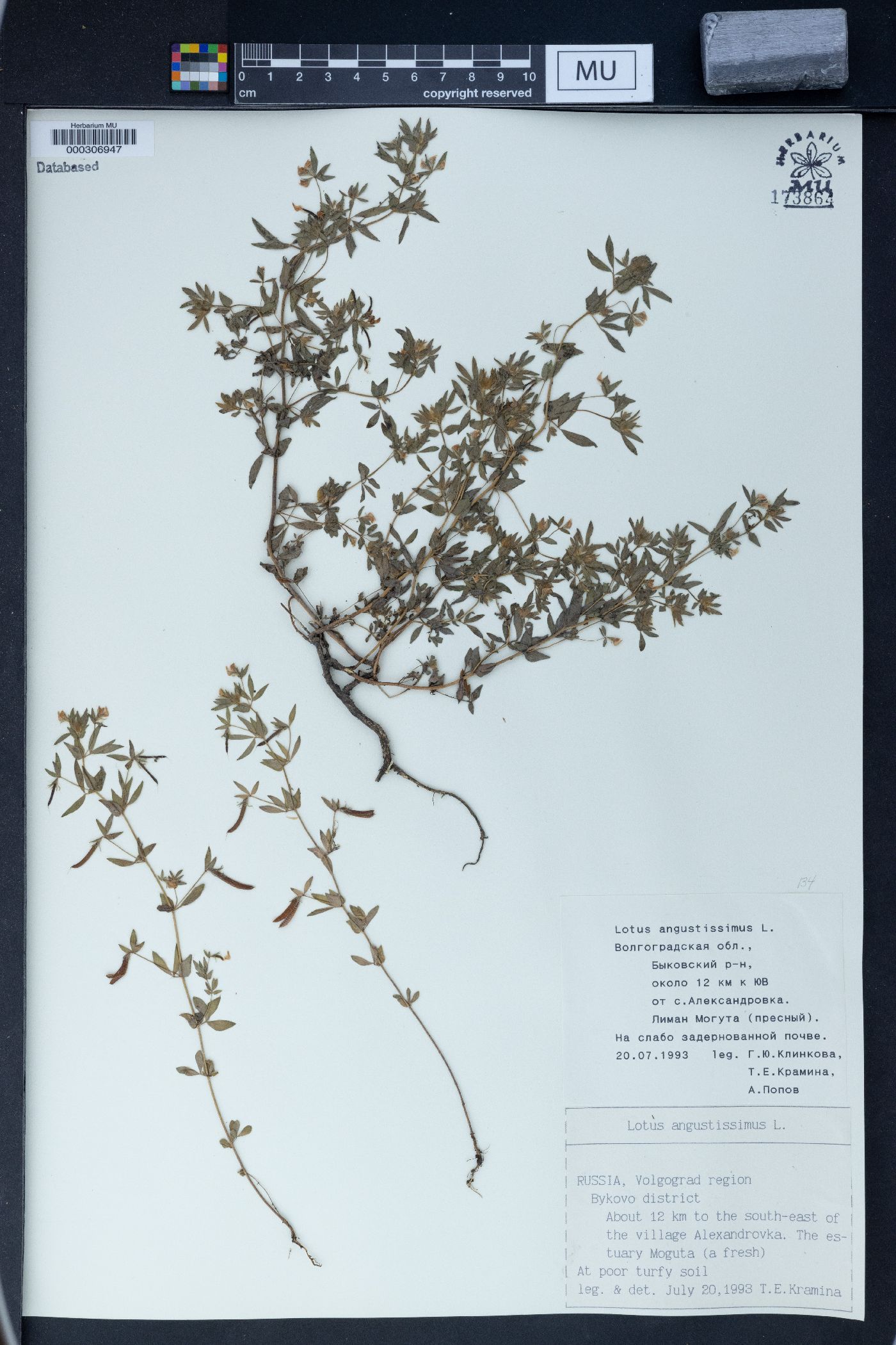 Lotus angustissimus image