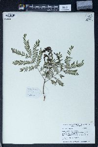 Leucaena leucocephala image