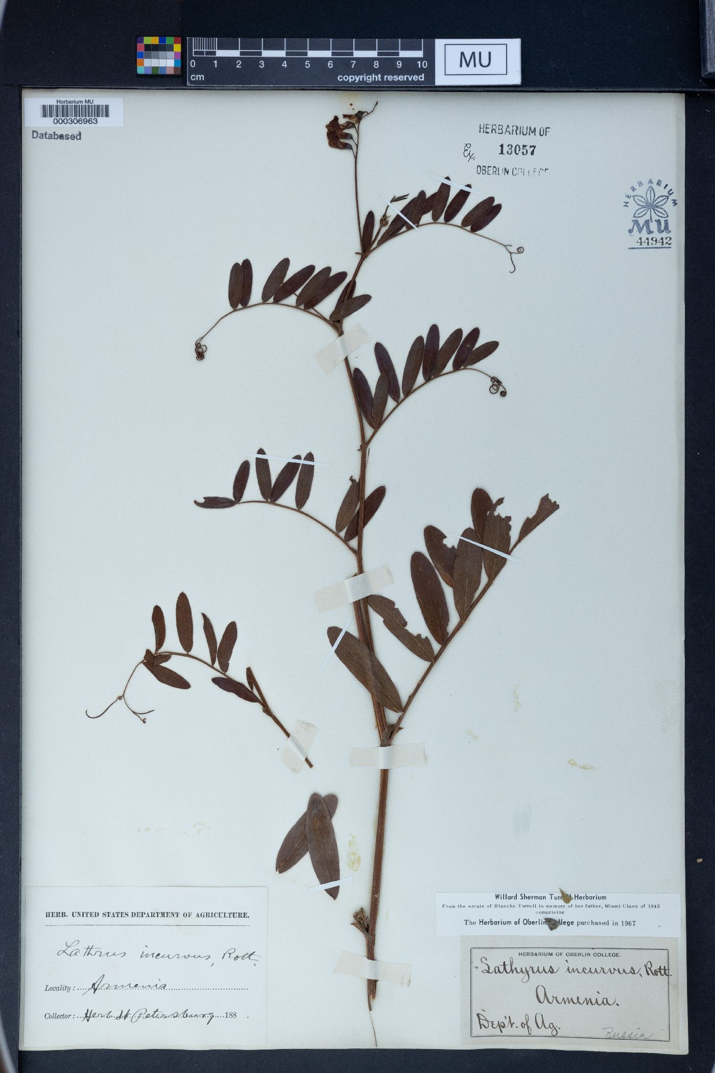 Lathyrus incurvus image