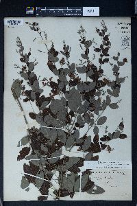 Lespedeza bicolor image