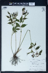 Lathyrus vernus image