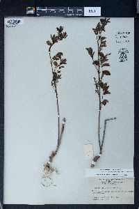 Indigofera fortunei image