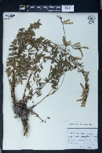 Hedysarum caucasicum image