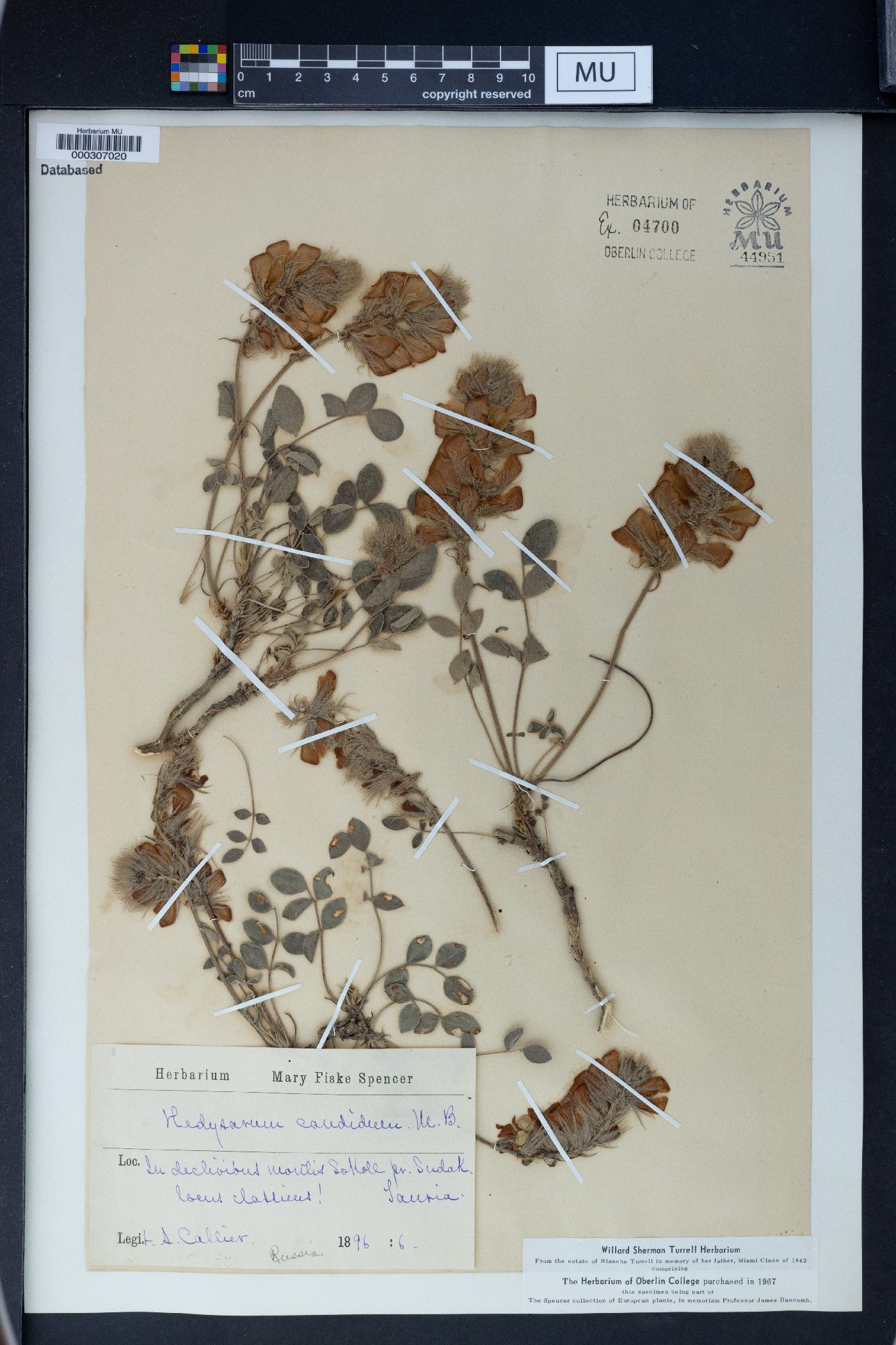 Hedysarum caucasicum image