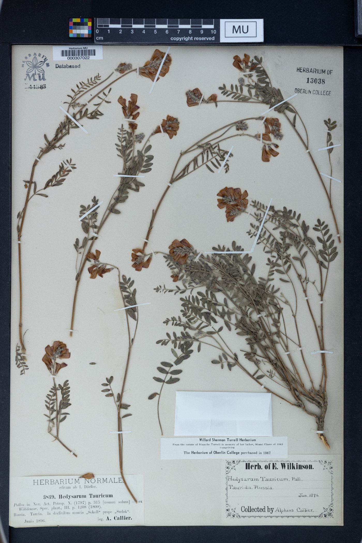 Hedysarum tauricum image