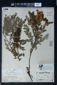 Sophora alopecuroides image