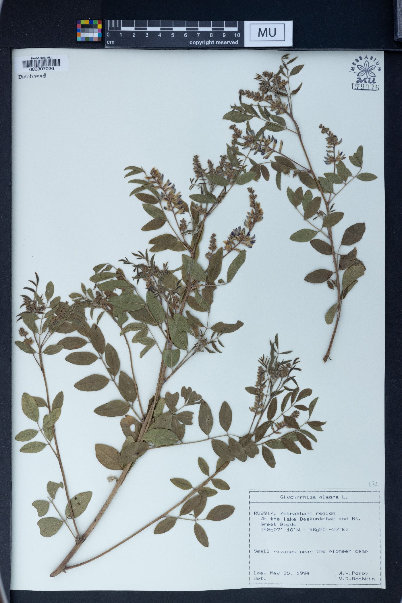 Glycyrrhiza glabra image