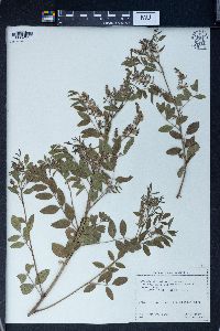 Glycyrrhiza glabra image