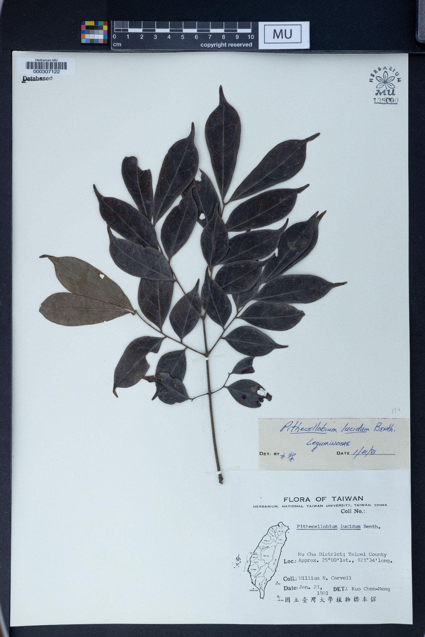 Archidendron lucidum image