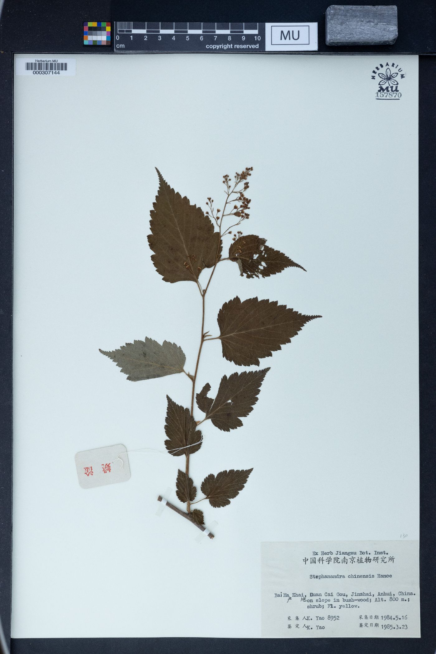 Stephanandra chinensis image