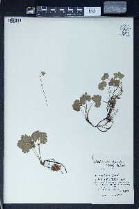 Waldsteinia ternata image