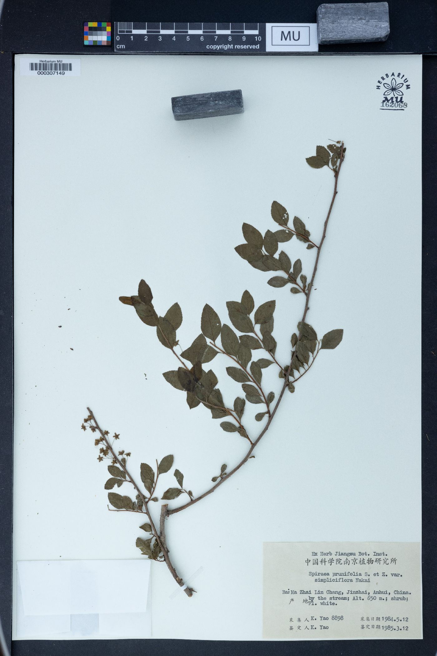 Spiraea prunifolia var. simpliciflora image